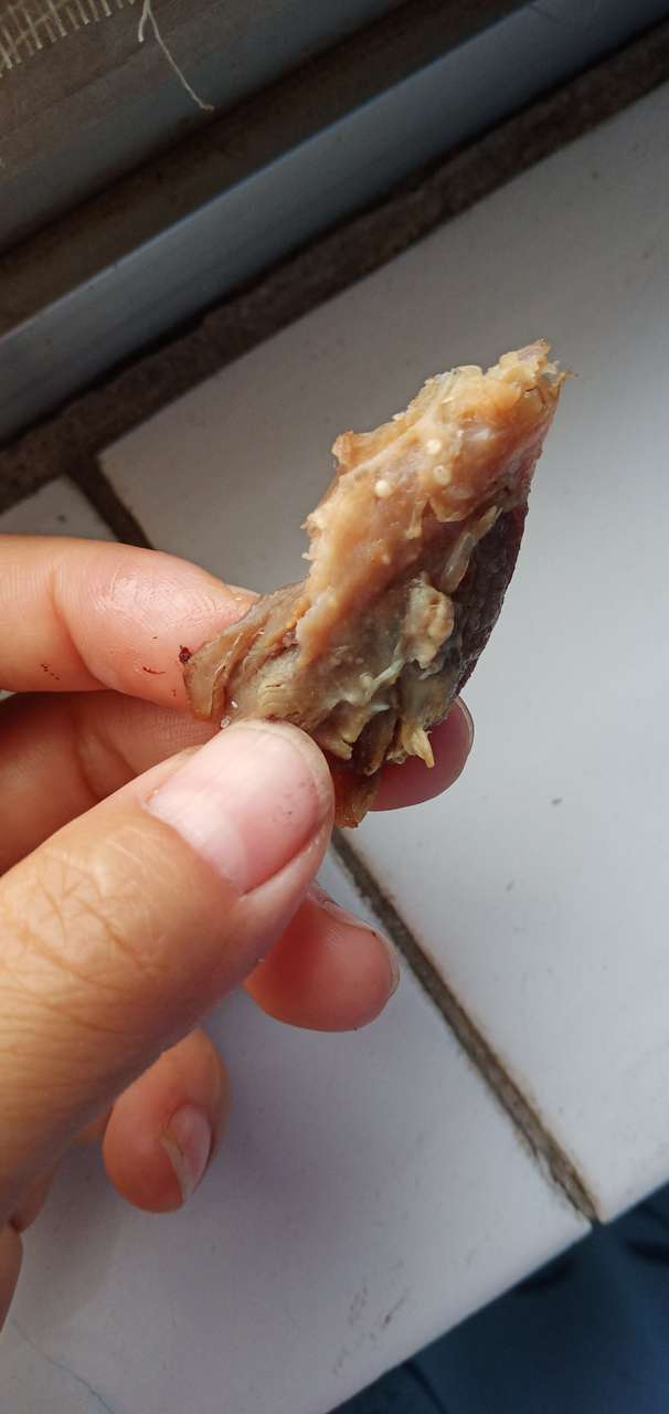 买了一只土柴鸡回来炖,吃了一半才发现鸡腿肉里有一粒一粒白色的颗粒