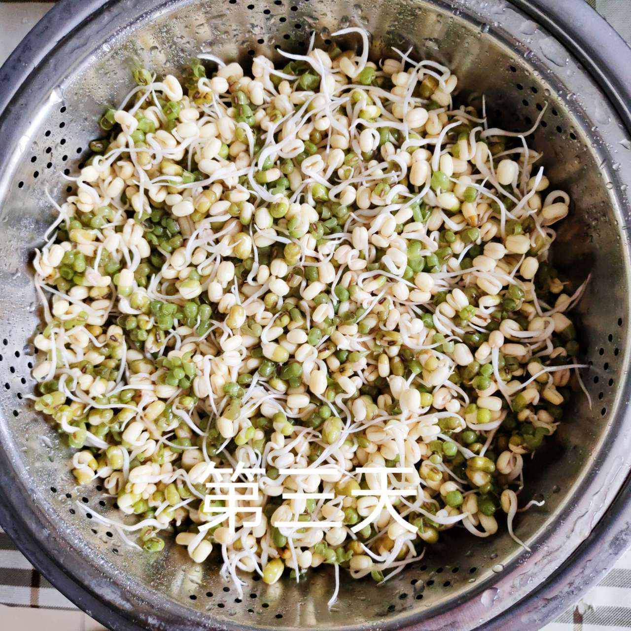 学生绿豆芽第三天